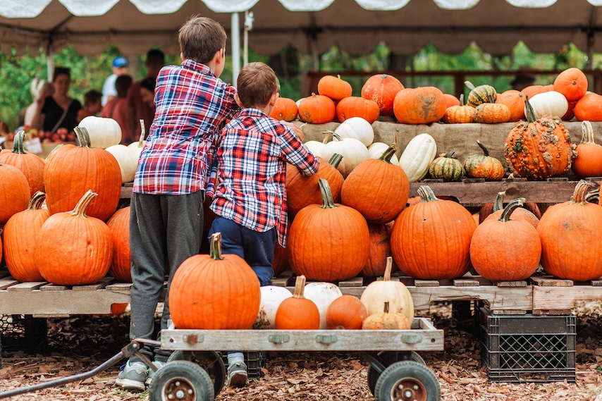 Children pick pumpkins at the fall festival near Nashville.